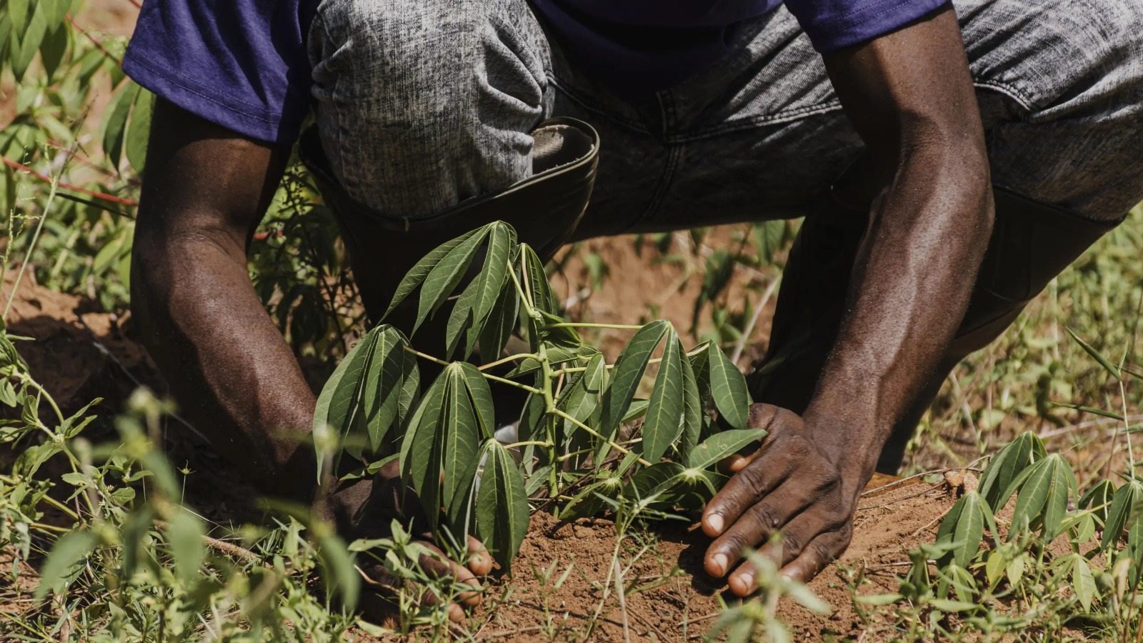 Quilombolas do Pará resistem às mudanças climáticas e preservam tradições alimentares e culturais episode artwork